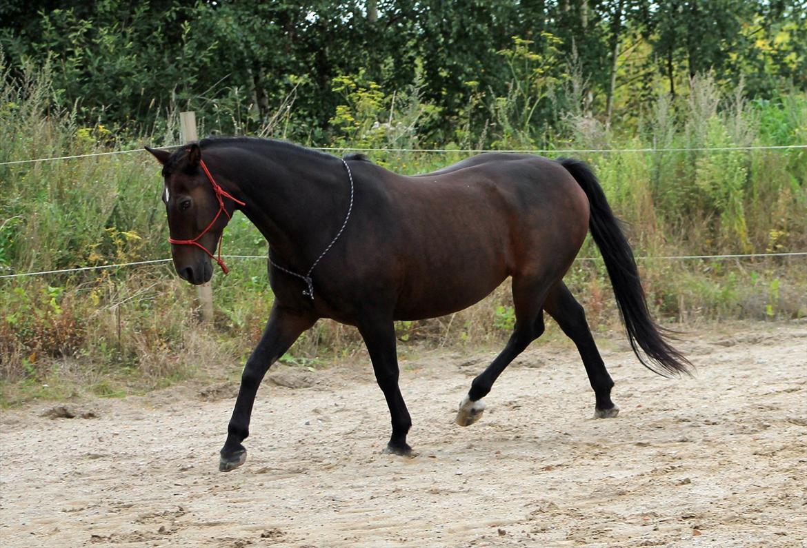 Oldenborg Adonis Odderbjerg billede 6