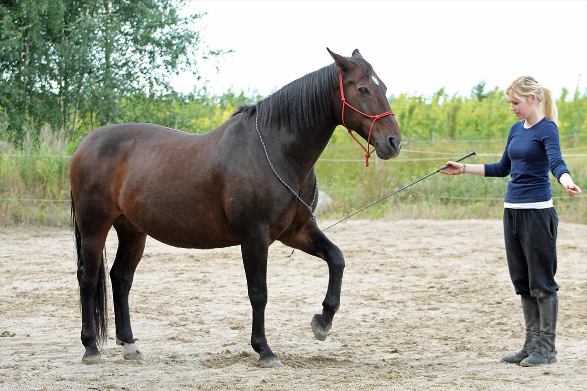 Oldenborg Adonis Odderbjerg billede 11