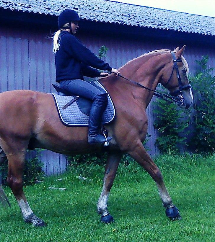 Frederiksborg Niki - Dejlige knægt ! billede 6