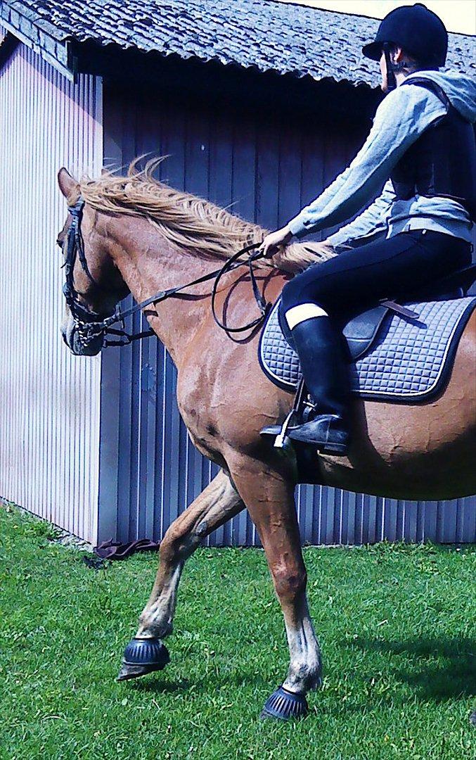 Frederiksborg Niki - Niki og jeg :) billede 12