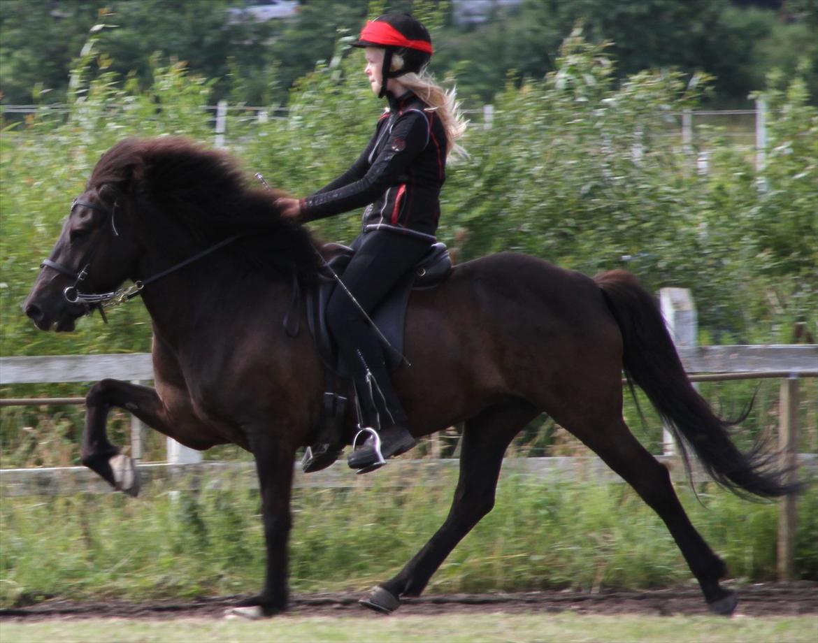 Islænder Hvítasunna - middel tølt <3 billede 1
