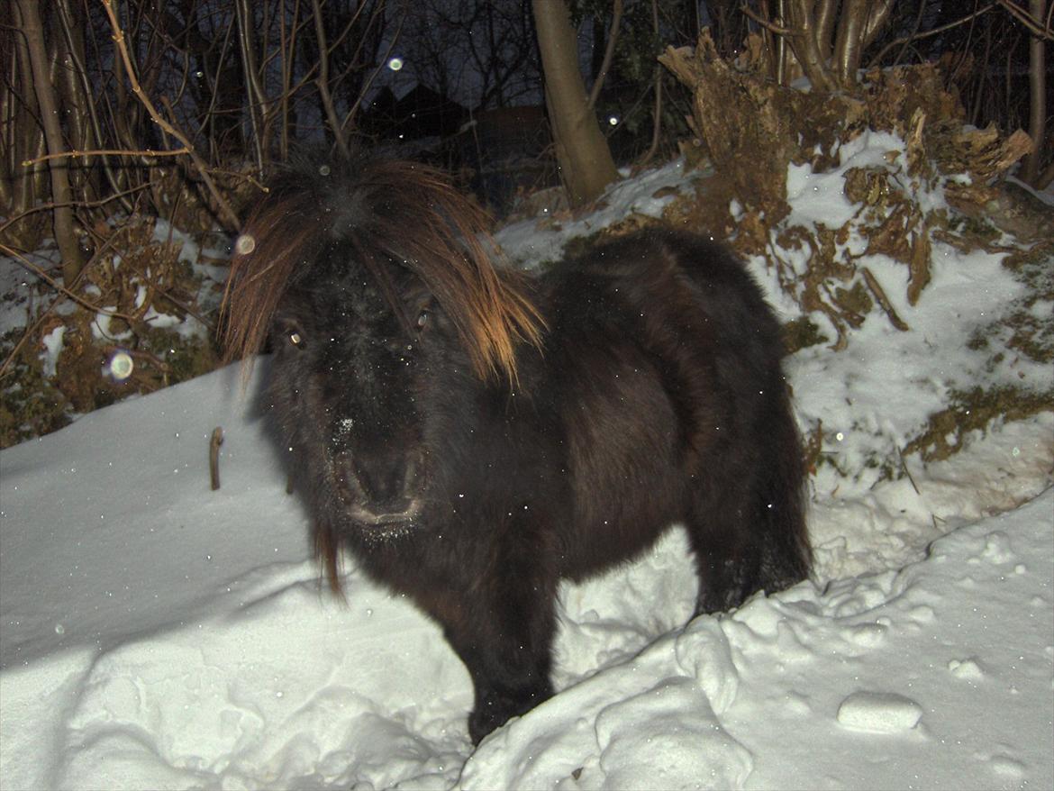 Shetlænder Teddy - vinter 2010 :) billede 12