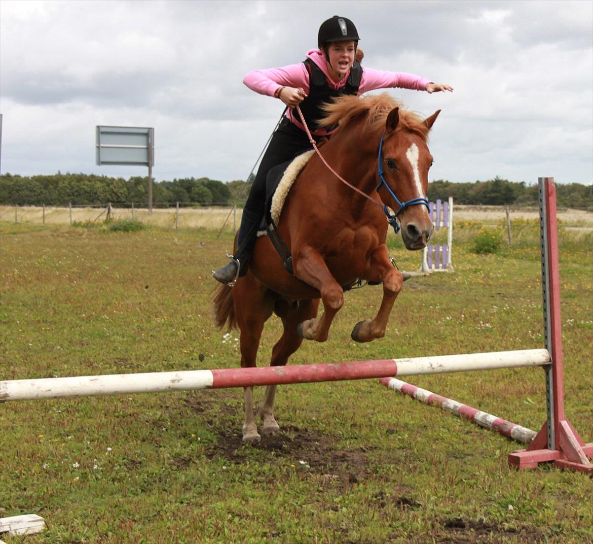 Anden særlig race Salsa billede 19