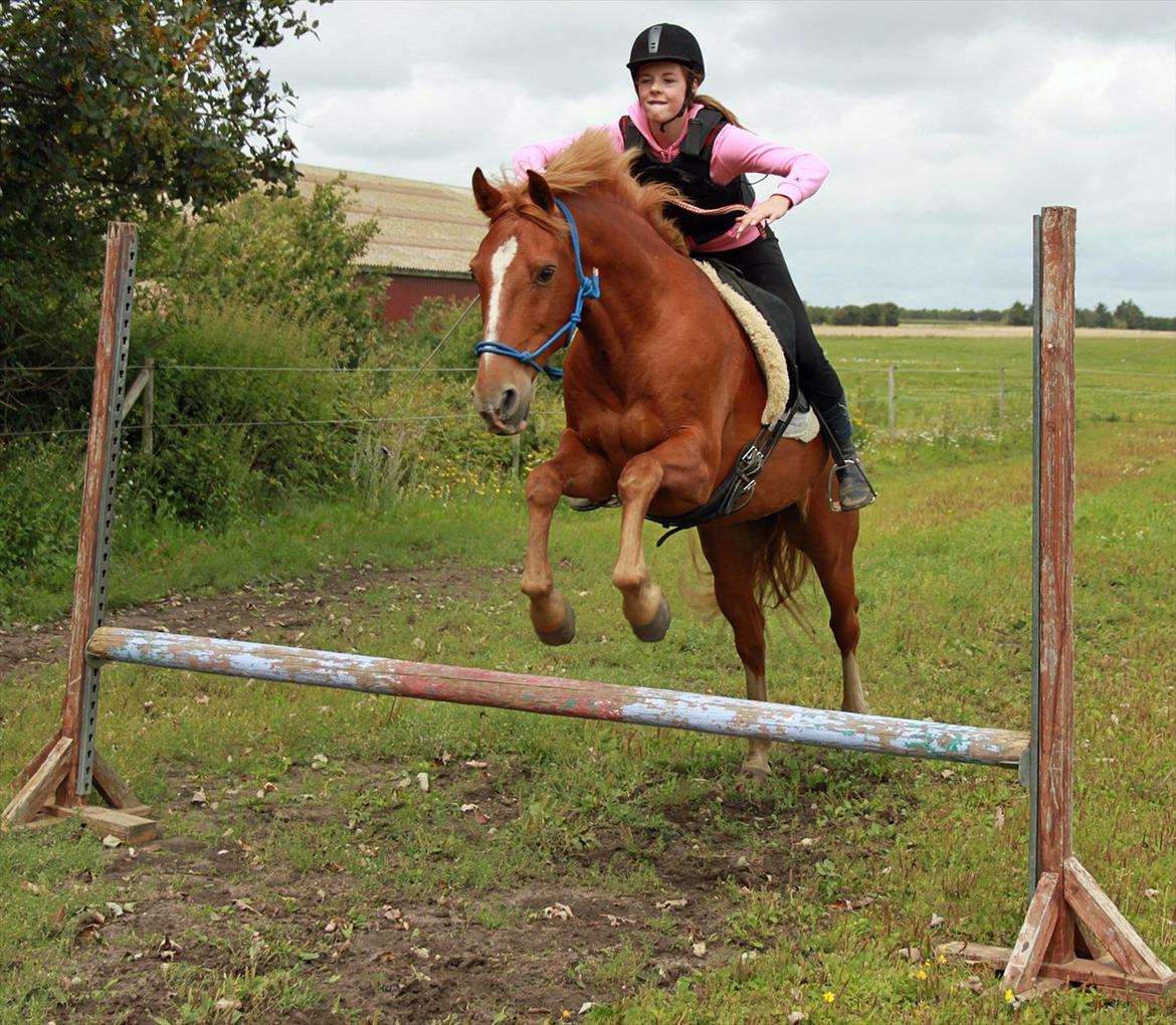 Anden særlig race Salsa billede 20