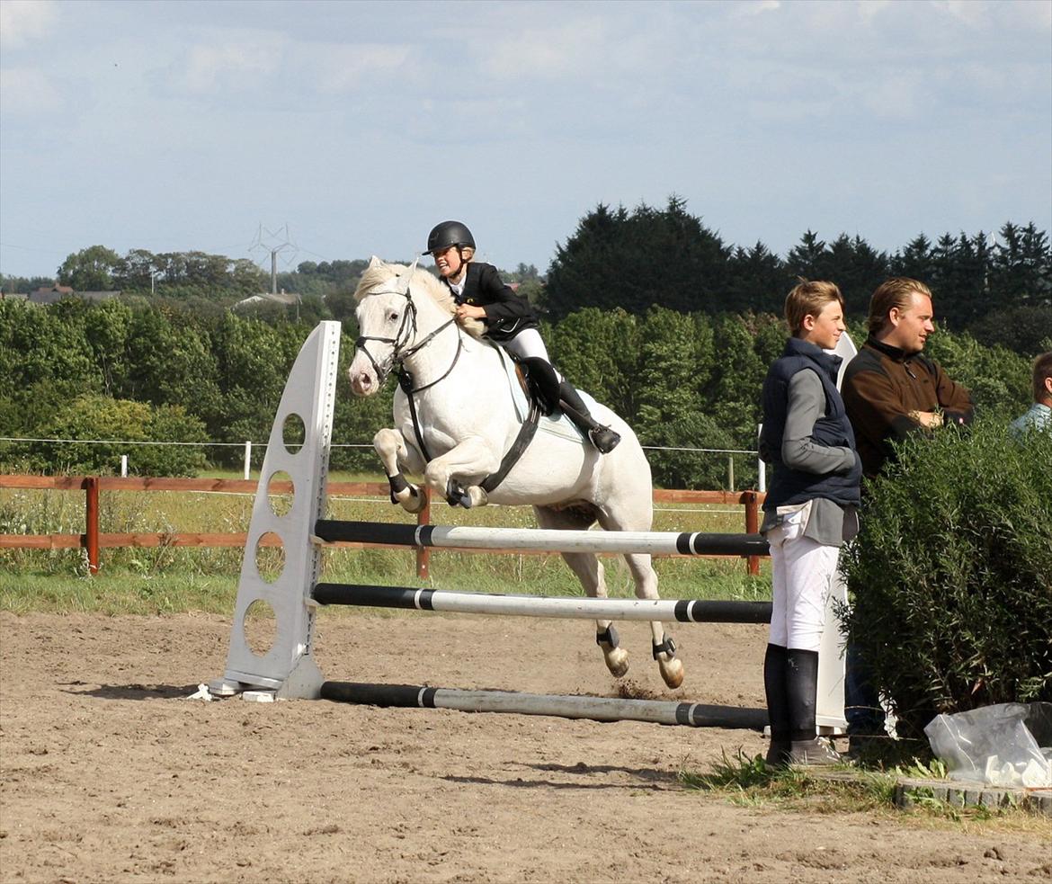 Irsk Sportspony Crocketstown Spotty - fotograf Diana Klein billede 17