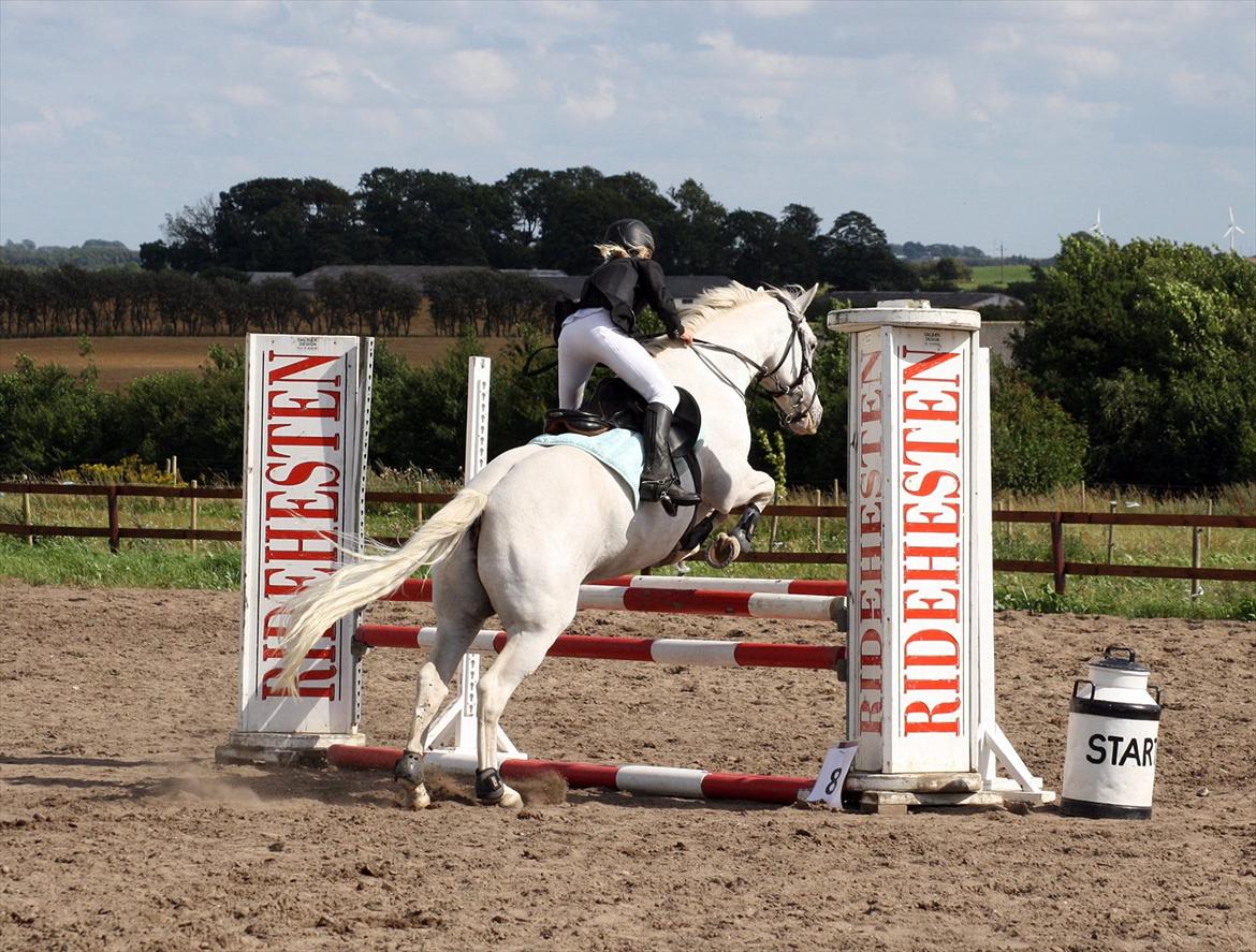 Irsk Sportspony Crocketstown Spotty - fotgraf Diana Klein  billede 18