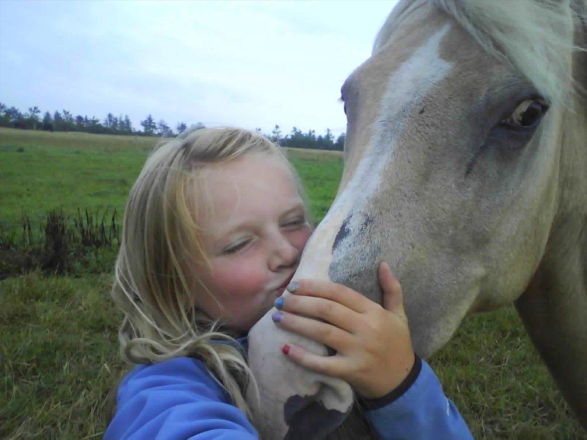 Palomino Nala  billede 7