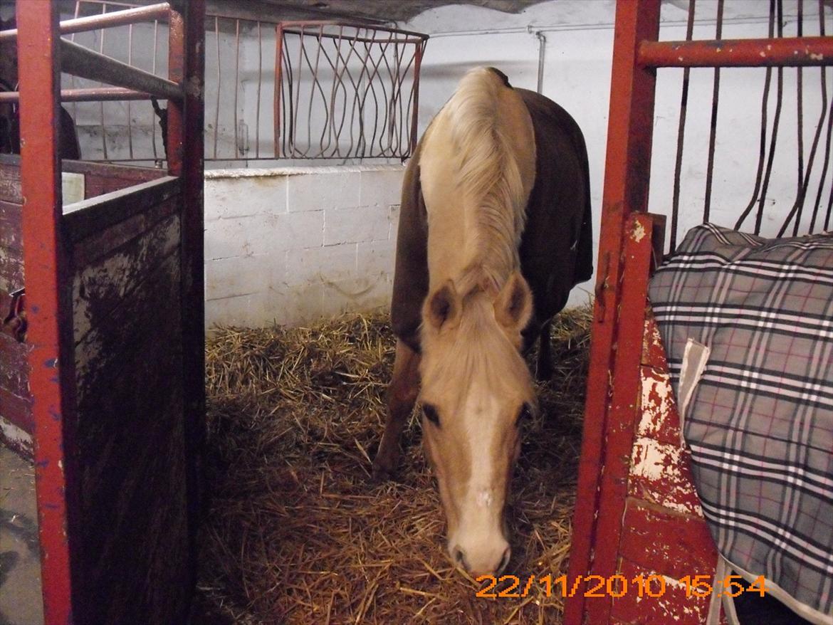 Palomino Nala  billede 8