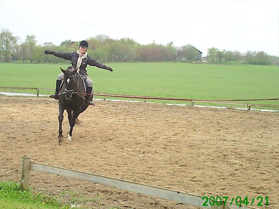 Oldenborg Nørrelunds Casiopaya - lidt volticering det er hun bare god til  billede 3