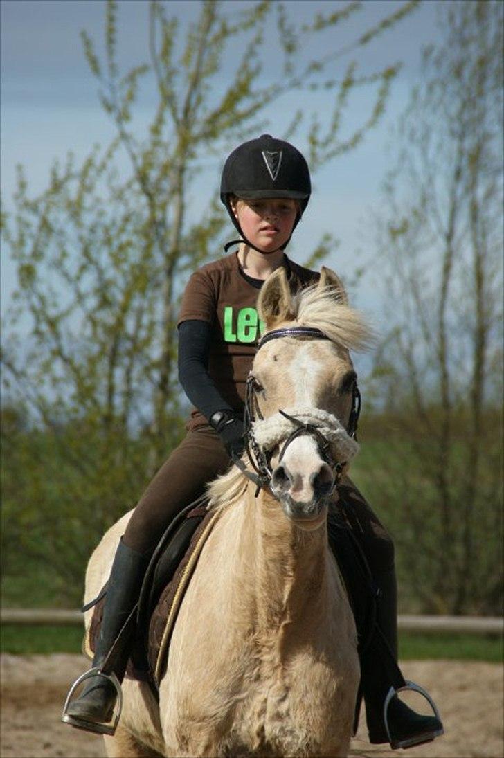 Palomino Nala  billede 9