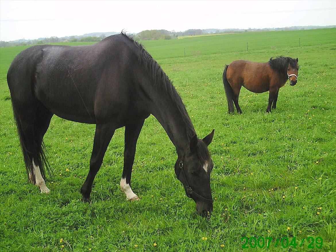 Oldenborg Nørrelunds Casiopaya - casiopaya og molly vores anden hest i baggrunden billede 2