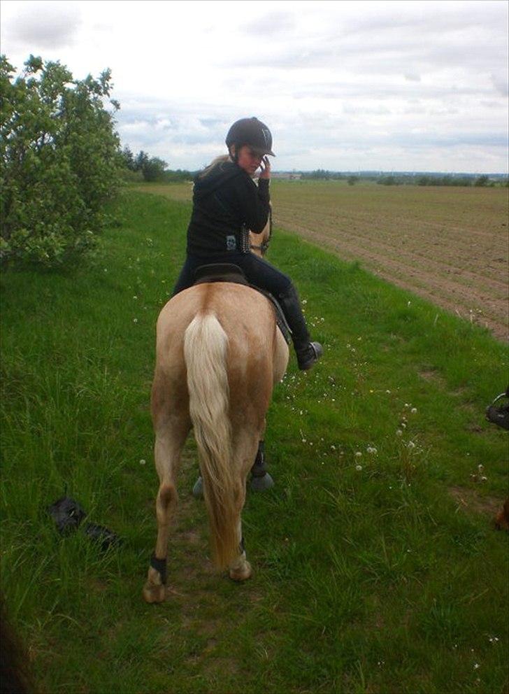 Palomino Nala  billede 10