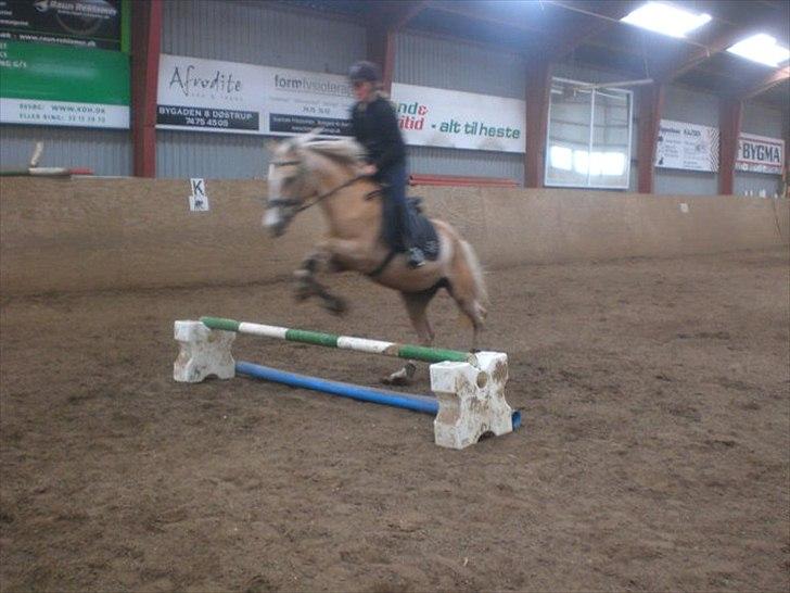 Palomino Nala  billede 11