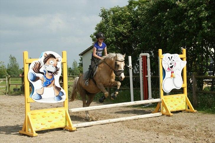 Palomino Nala  billede 12