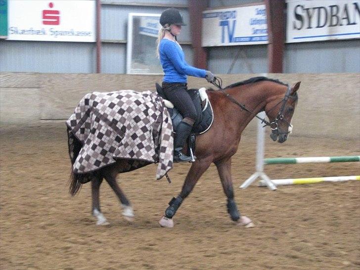 Anden særlig race Sevilla billede 1