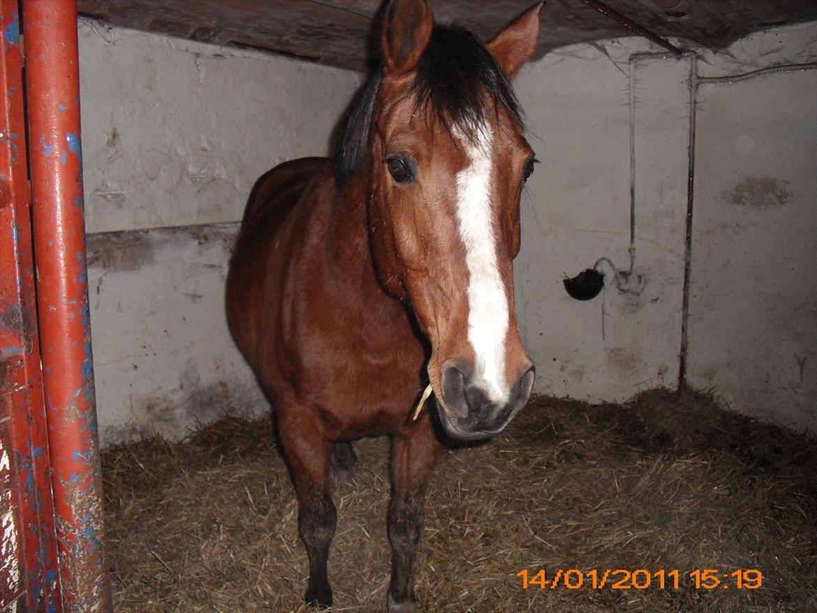 Anden særlig race Sevilla billede 13