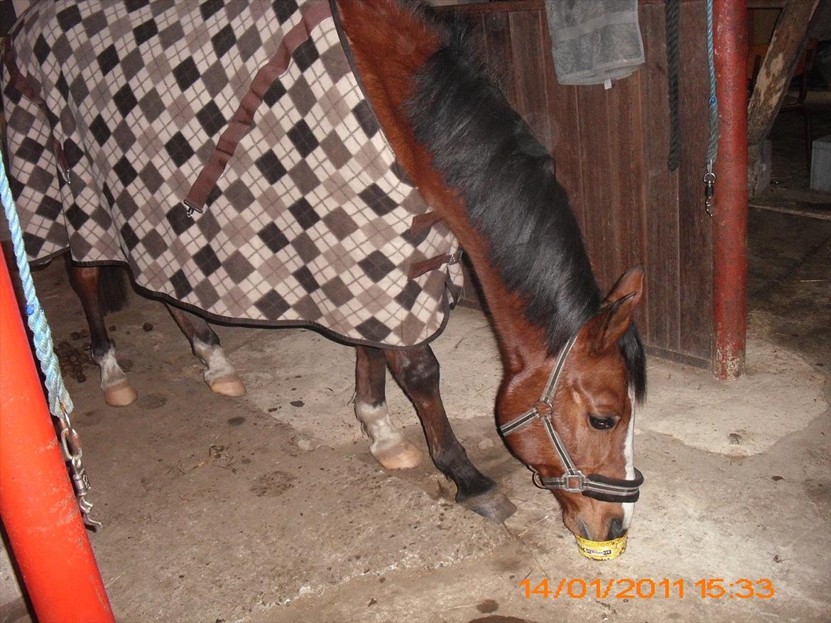 Anden særlig race Sevilla billede 14