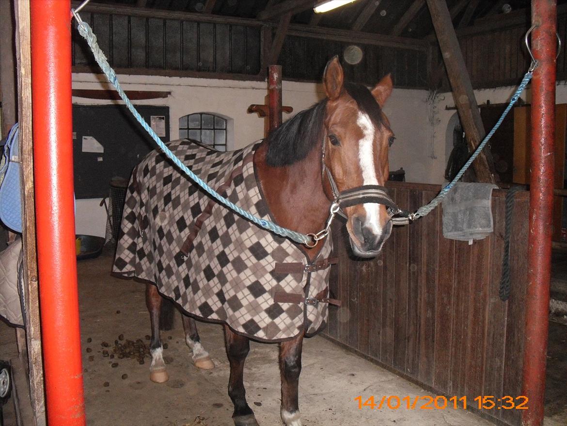 Anden særlig race Sevilla billede 11