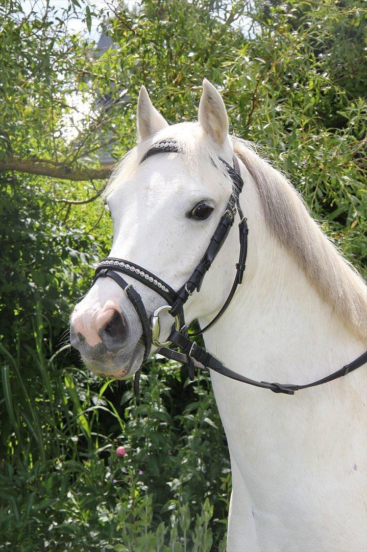 Anden særlig race Whisdom By Jazz [Søsters] - Fotodag i haven Foto: Mig billede 12