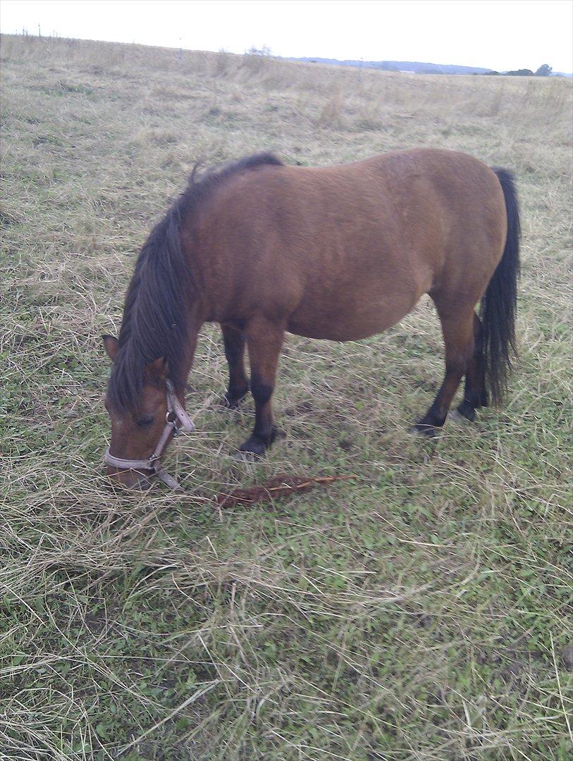 Shetlænder Gavnbogaard's Molly billede 2