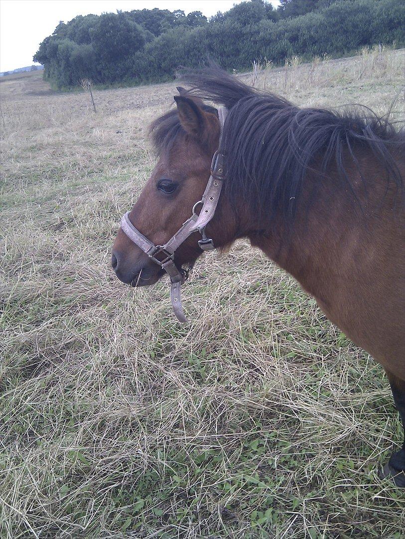 Shetlænder Gavnbogaard's Molly billede 3