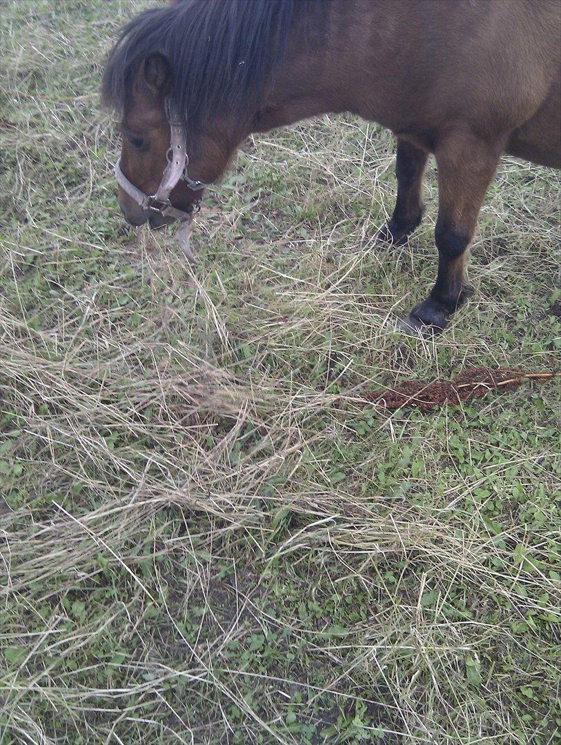 Shetlænder Gavnbogaard's Molly billede 4