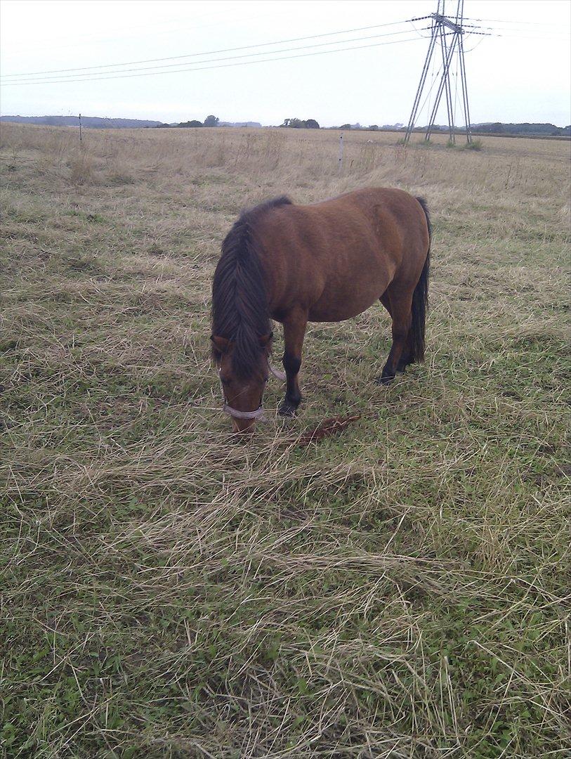 Shetlænder Gavnbogaard's Molly billede 5
