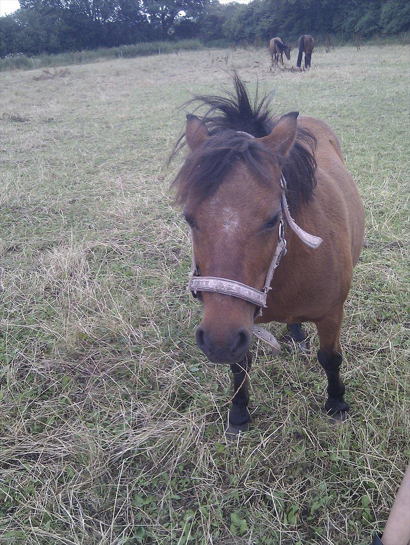 Shetlænder Gavnbogaard's Molly billede 6