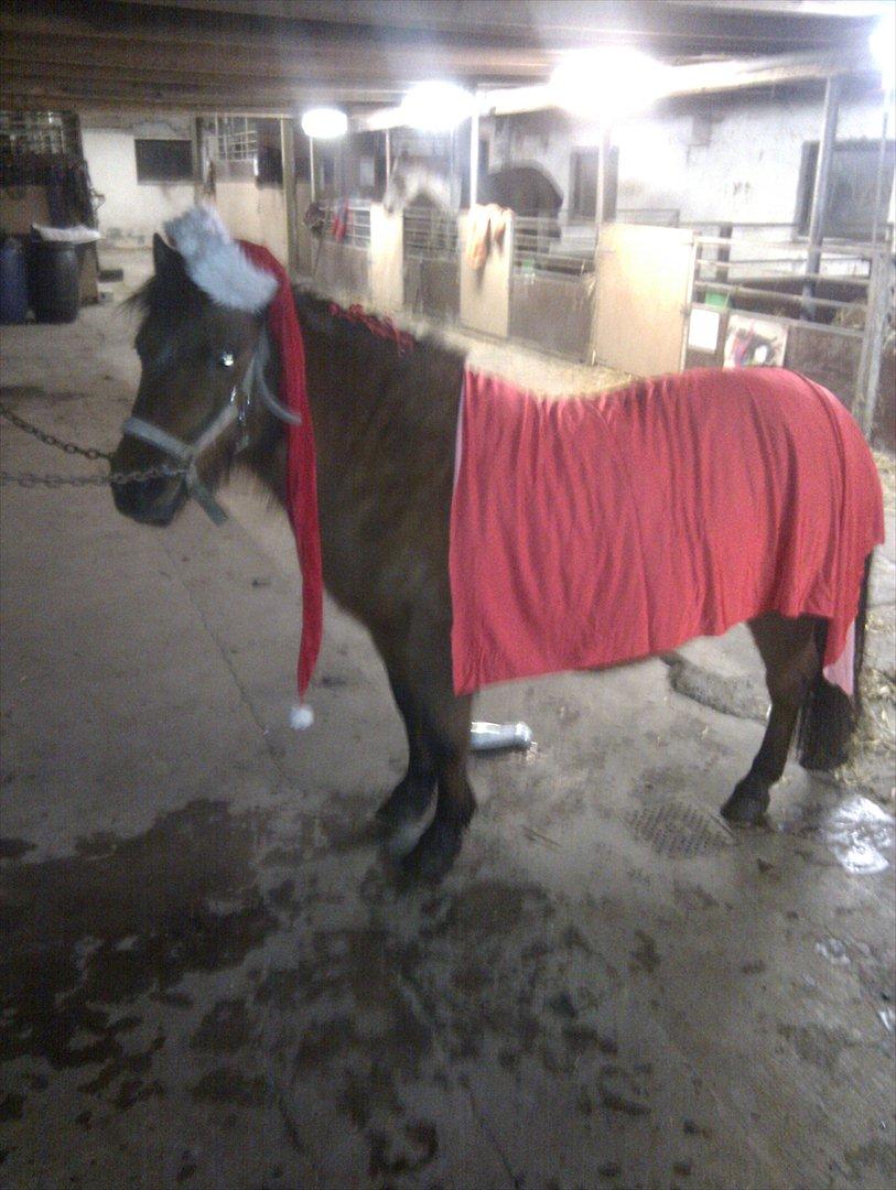 Shetlænder Gavnbogaard's Molly billede 7