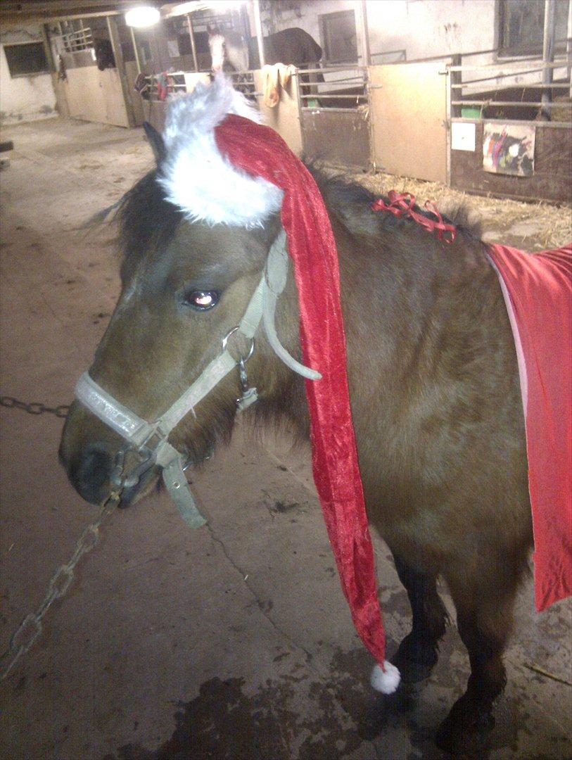 Shetlænder Gavnbogaard's Molly billede 8