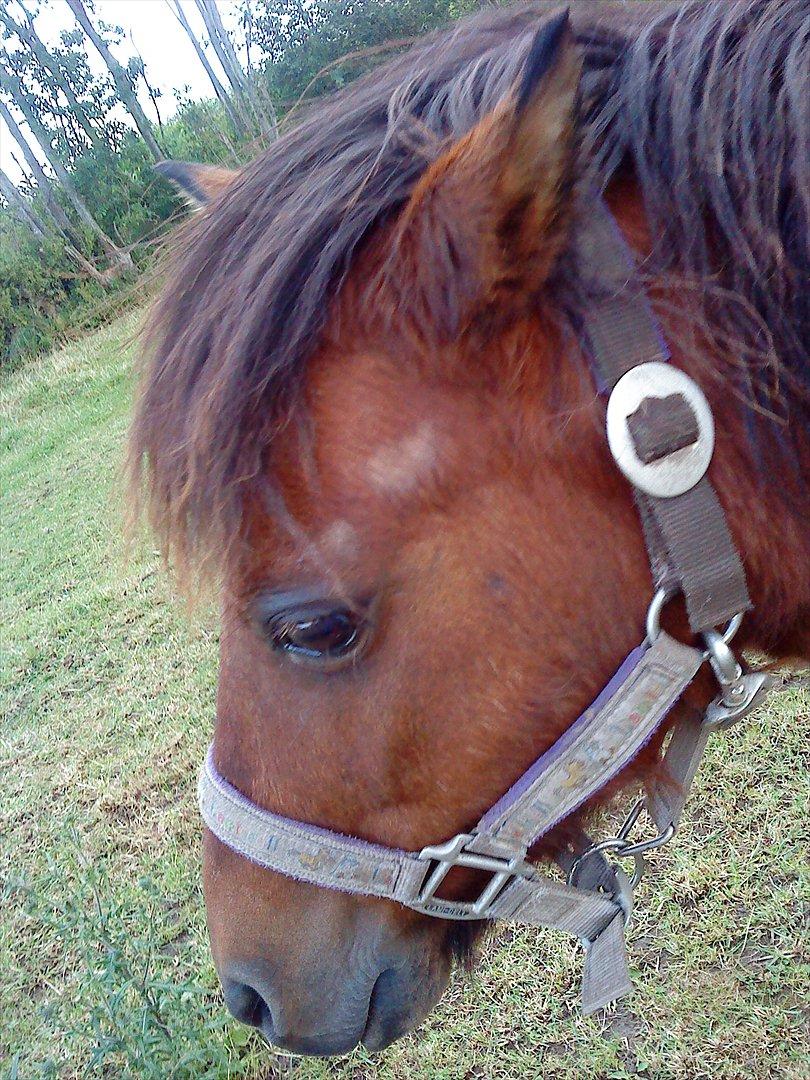 Shetlænder Gavnbogaard's Molly billede 9