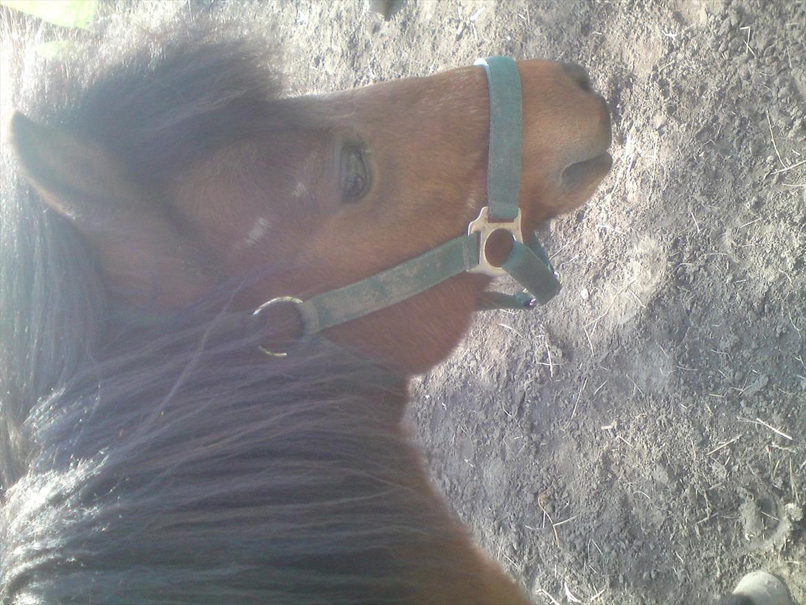 Shetlænder Gavnbogaard's Molly billede 10