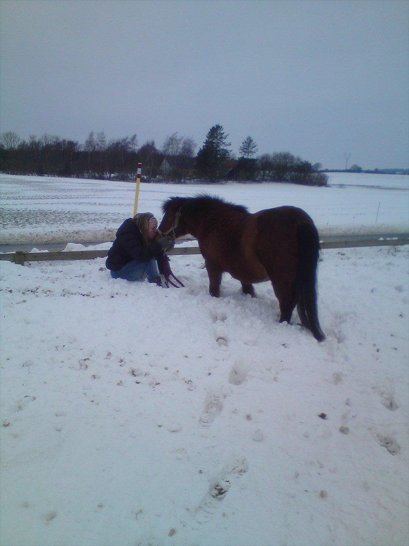Shetlænder Gavnbogaard's Molly billede 11