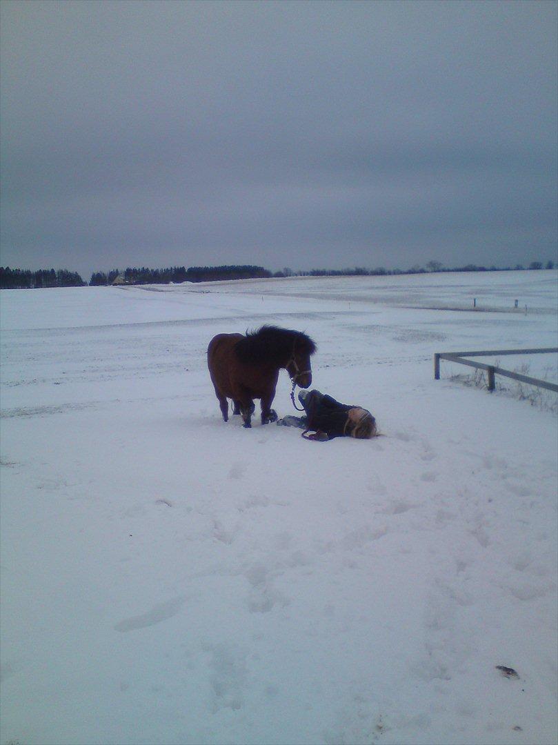Shetlænder Gavnbogaard's Molly billede 12