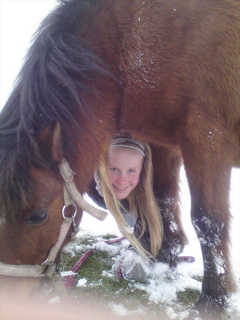 Shetlænder Gavnbogaard's Molly billede 13