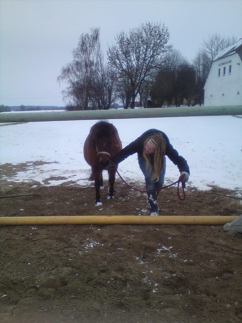 Shetlænder Gavnbogaard's Molly billede 14