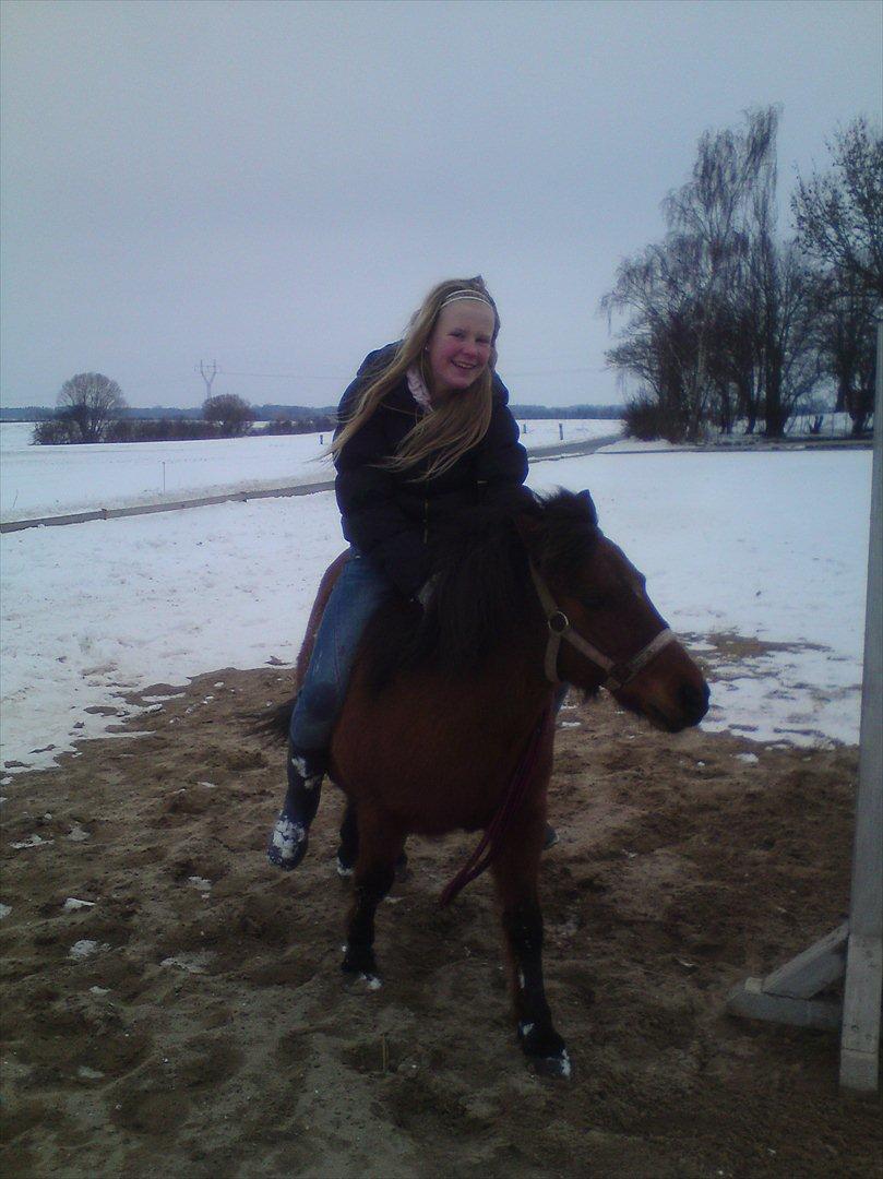 Shetlænder Gavnbogaard's Molly billede 15