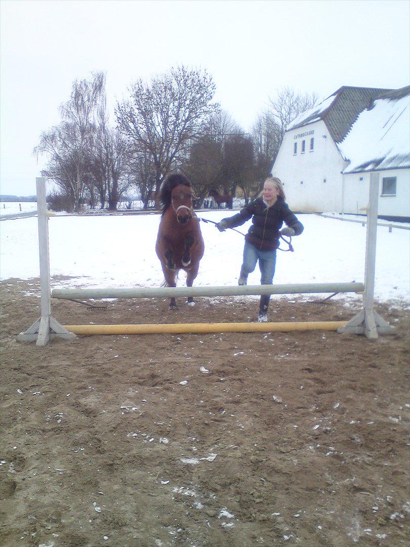 Shetlænder Gavnbogaard's Molly billede 1