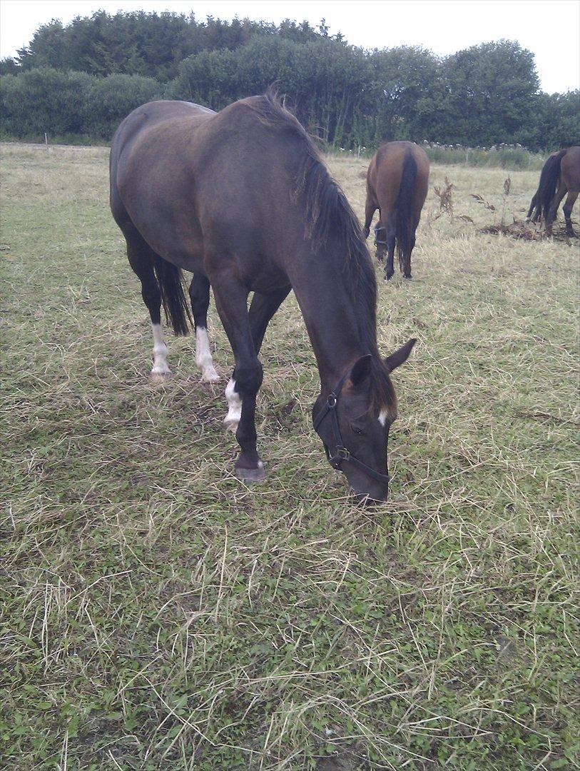 Oldenborg Nørrelunds Casiopaya - på fold billede 4