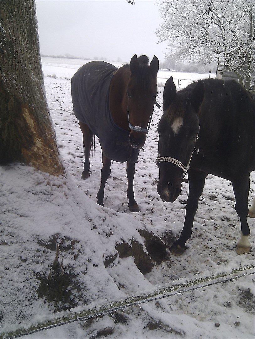 Oldenborg Nørrelunds Casiopaya - felix og casiopaya i vinter vejert  billede 5