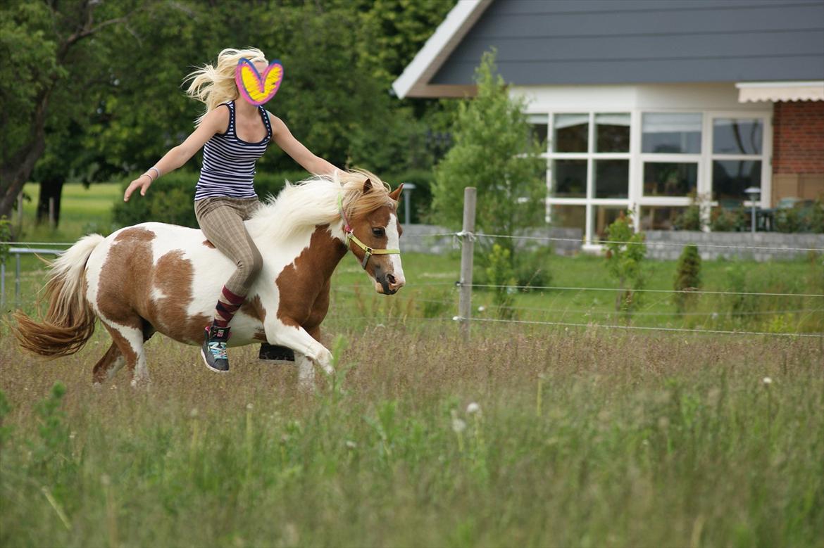 Pinto l »Lucky Punch« - NYT! billede 15