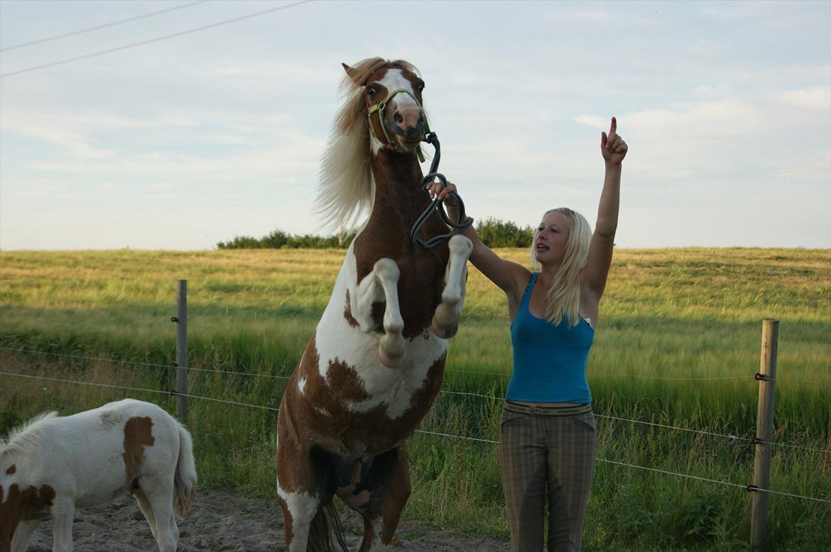 Pinto l »Lucky Punch« - NYT! billede 17