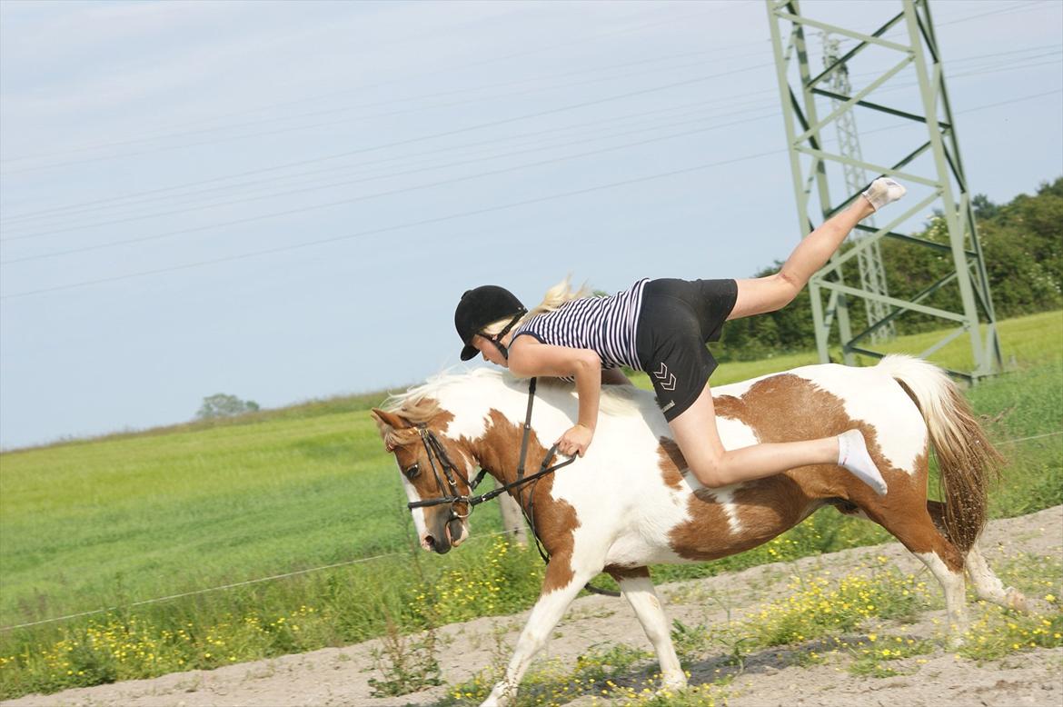 Pinto l »Lucky Punch« - NYT! billede 20