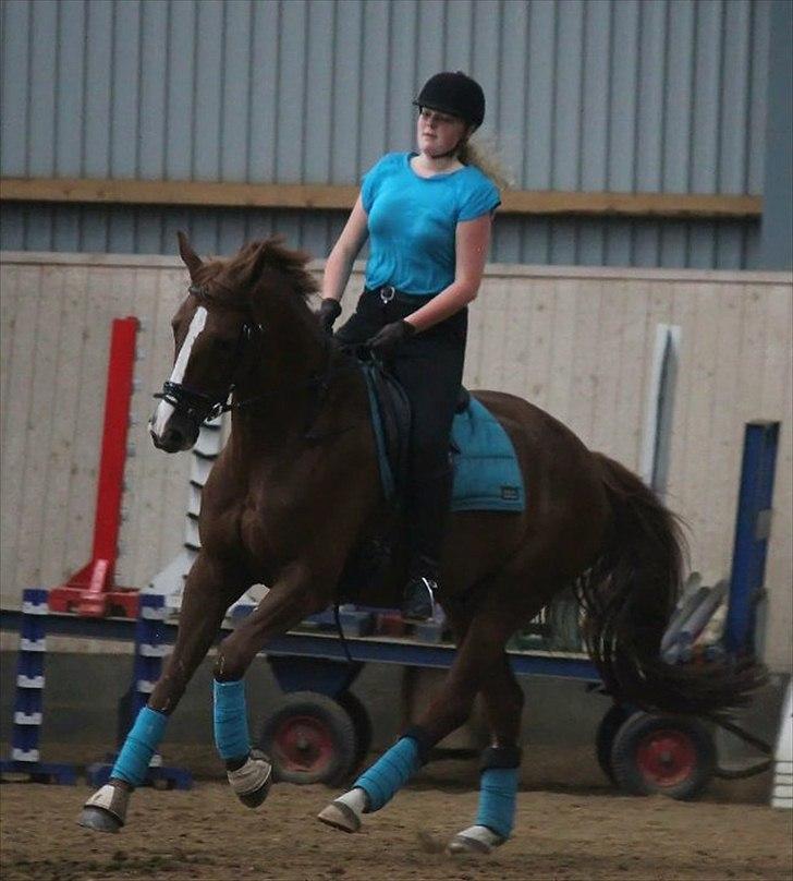 Dansk Varmblod Kanoir<3 - 5.08.11 billede 15