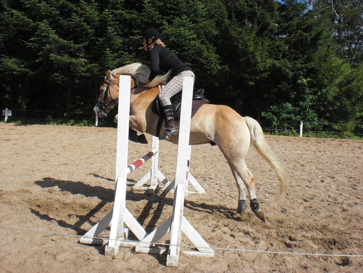 Haflinger Armani  billede 18