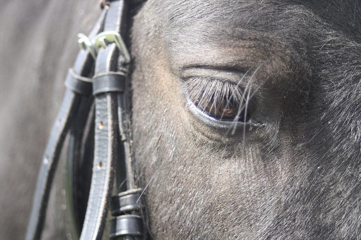 Miniature Shetlænder | Solvang's Sweety Speedy [Miss you]  - Just the way you are! // Foto: mig billede 6
