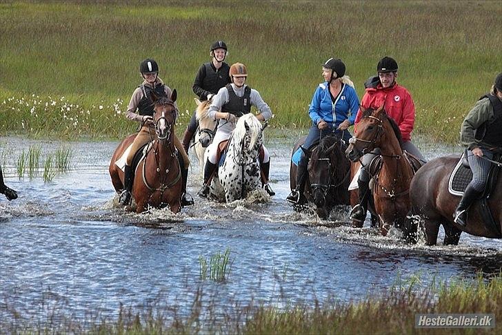 Traver Comet  Søsters hest R.I.P 2012 - Fotograf. Renee billede 15