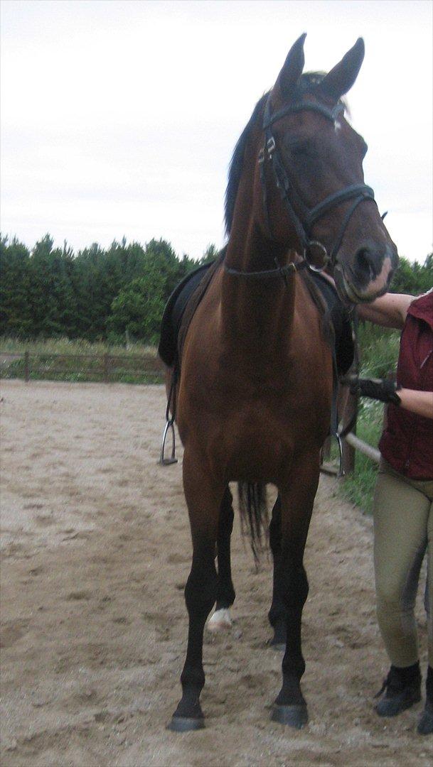 Dansk Varmblod Federica Lightfoot billede 14