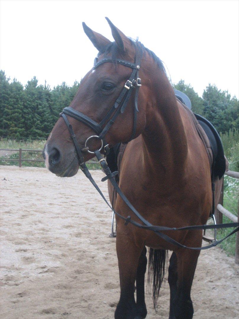 Dansk Varmblod Federica Lightfoot billede 15