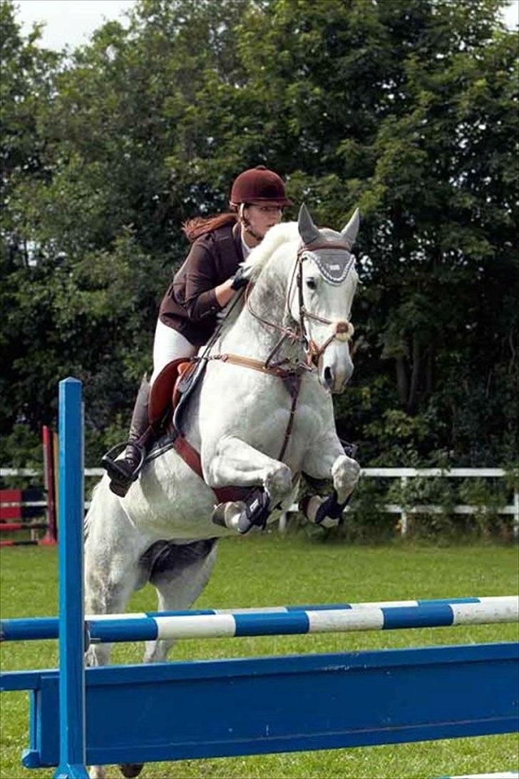 Anden særlig race Sevenhills Tyrone Tigers - Tiger til Aulum Spring Derby d.6-7 august :D hun sprang helt fantastisk hele weekenden! <3 billede 3